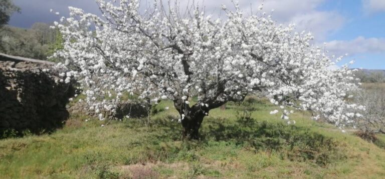 Cerezo den flor en el Valle del Jerte
